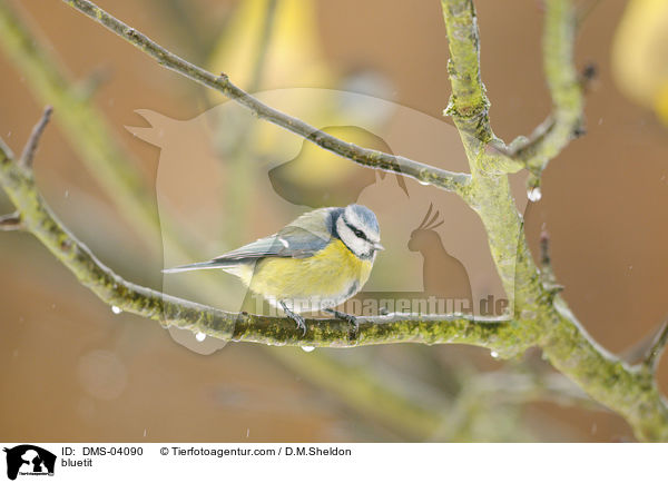 bluetit / DMS-04090