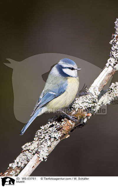 Blaumeise / bluetit / WS-03761