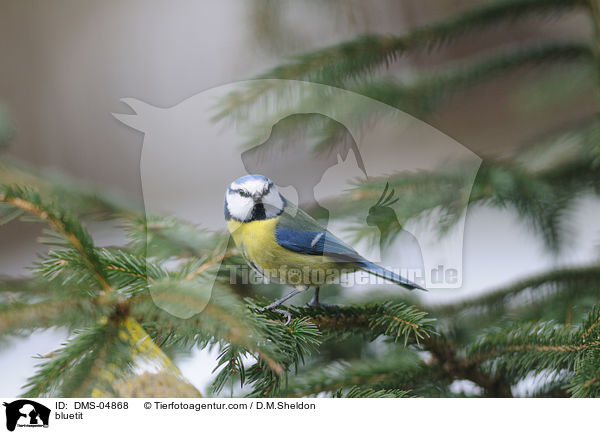 bluetit / DMS-04868