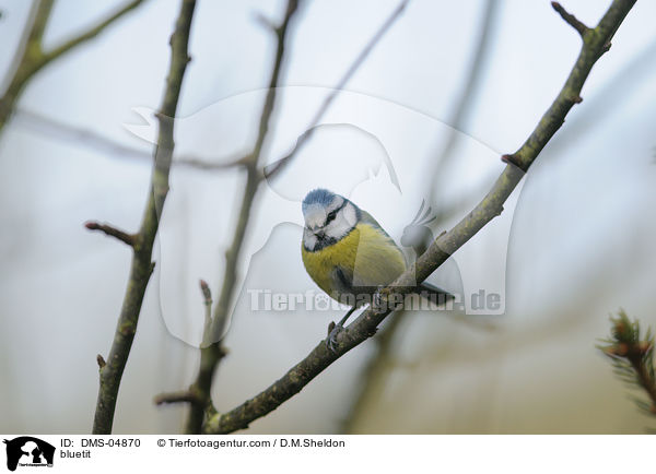 bluetit / DMS-04870