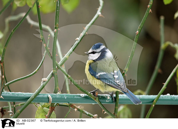 Blaumeise / bluetit / AB-02367