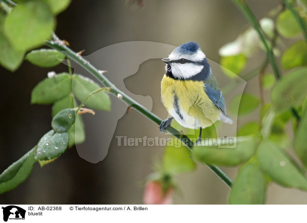 bluetit / AB-02368