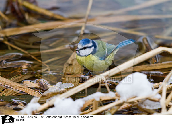 bluetit / MBS-04775