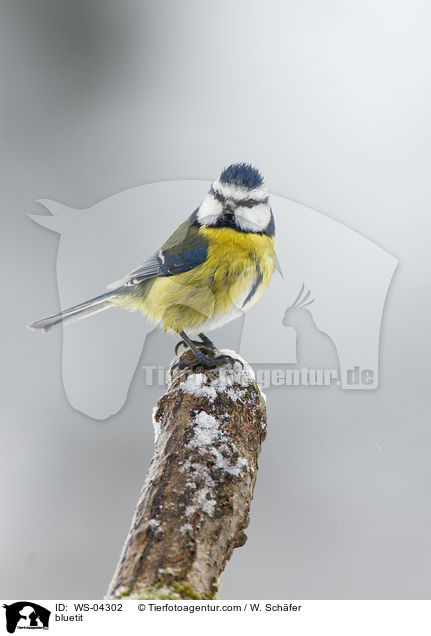 bluetit / WS-04302