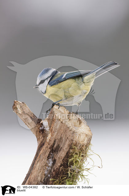 bluetit / WS-04382