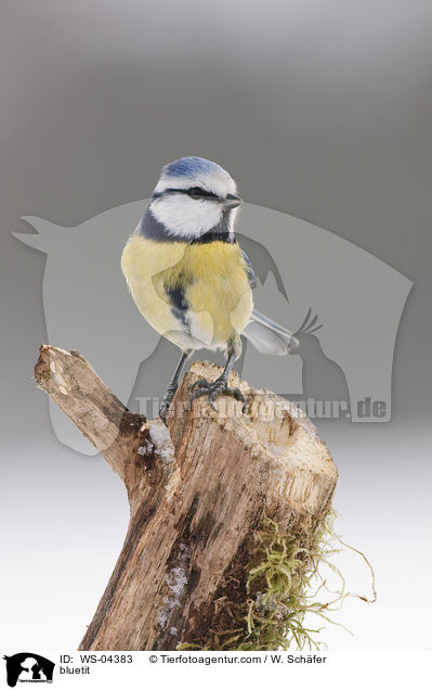 bluetit / WS-04383