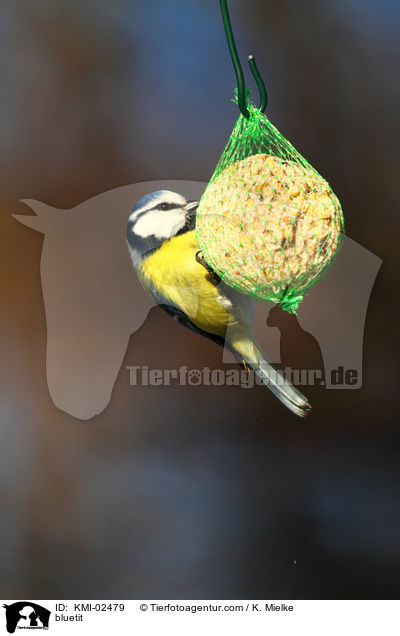 bluetit / KMI-02479