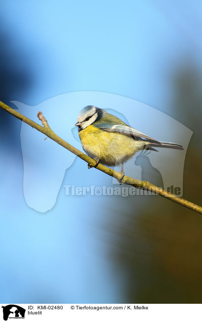 bluetit / KMI-02480