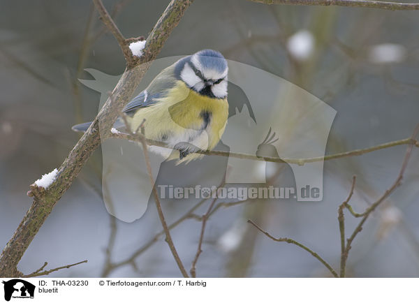 bluetit / THA-03230