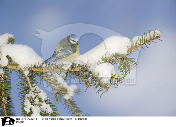 bluetit / THA-03244
