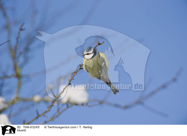 bluetit / THA-03245