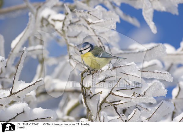bluetit / THA-03247