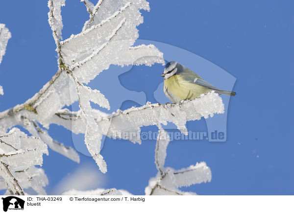 bluetit / THA-03249
