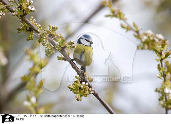 bluetit / THA-04117