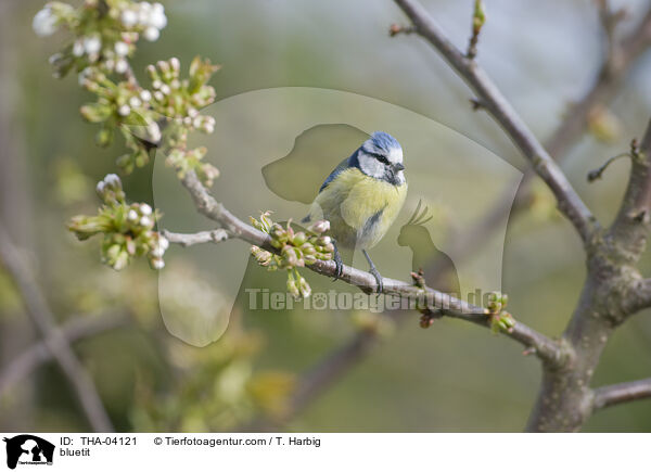 bluetit / THA-04121