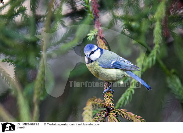 bluetit / MBS-08728