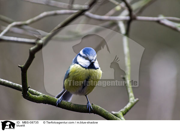 bluetit / MBS-08735