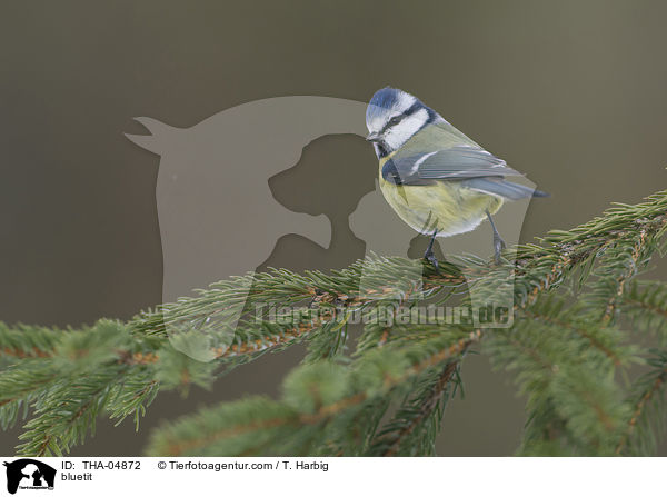 Blaumeise / bluetit / THA-04872