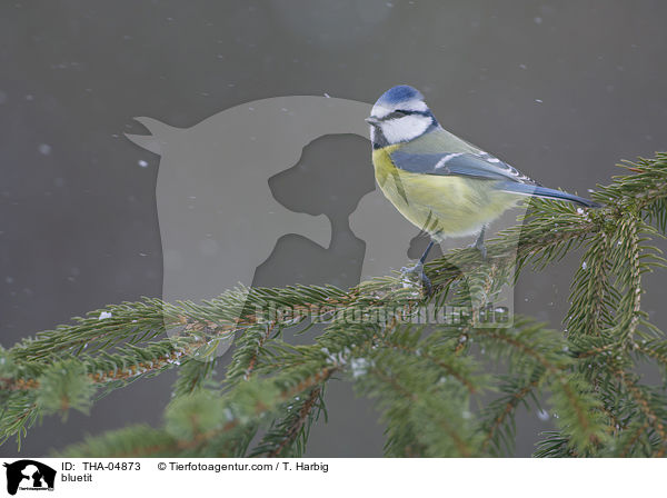 Blaumeise / bluetit / THA-04873