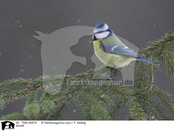 Blaumeise / bluetit / THA-04875
