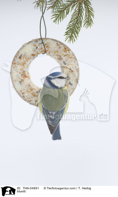 bluetit / THA-04891