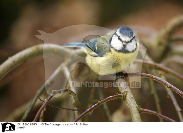 bluetit / AB-02893