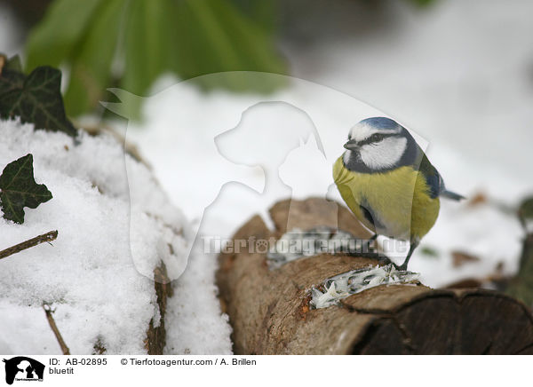bluetit / AB-02895