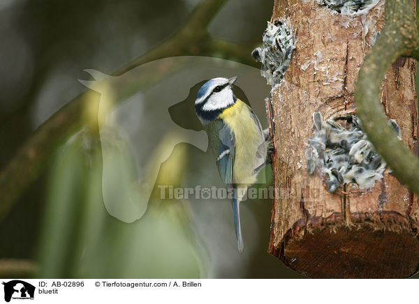 bluetit / AB-02896