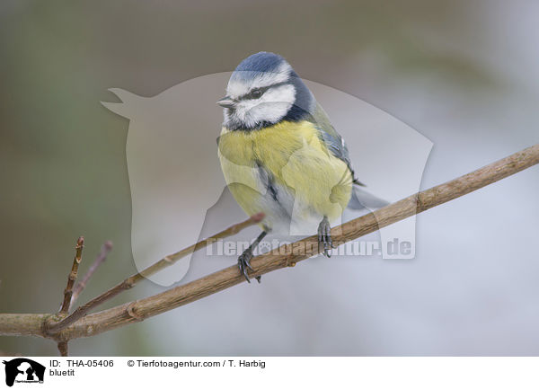 bluetit / THA-05406