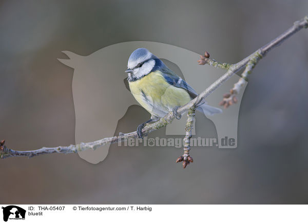 bluetit / THA-05407