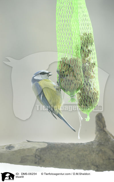 Blaumeise / bluetit / DMS-08254