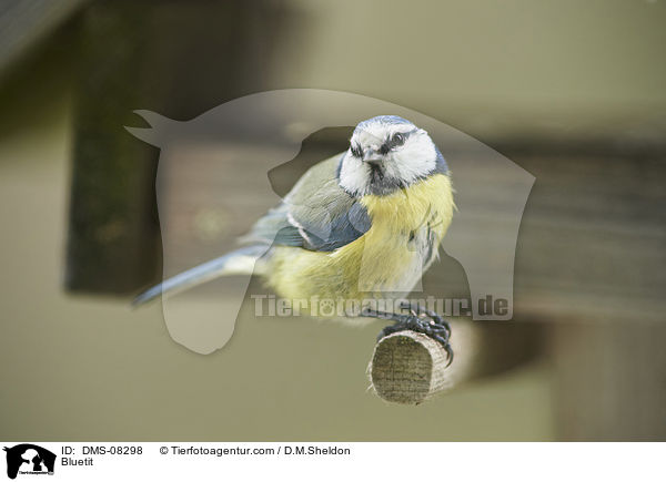 Bluetit / DMS-08298