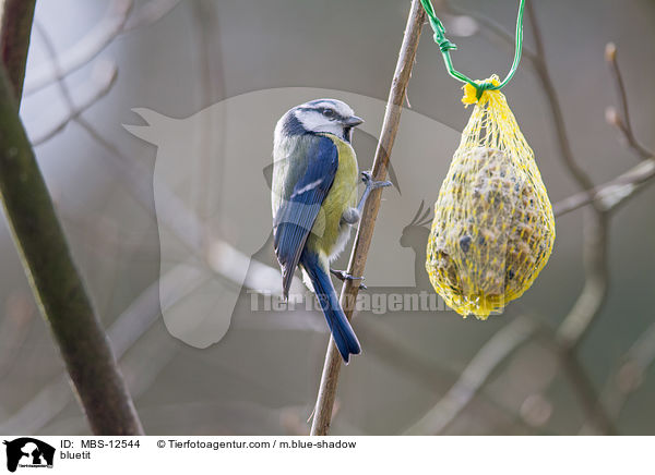 bluetit / MBS-12544