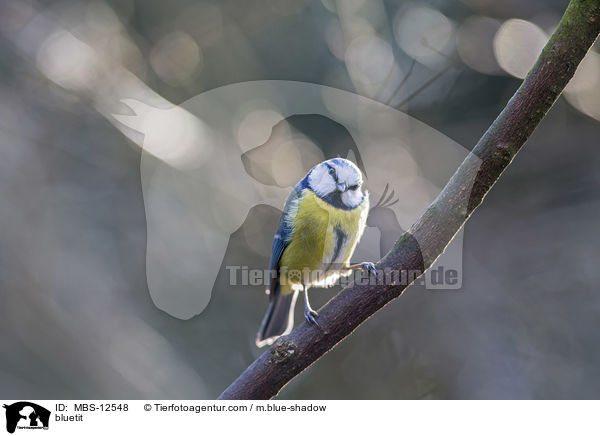 bluetit / MBS-12548