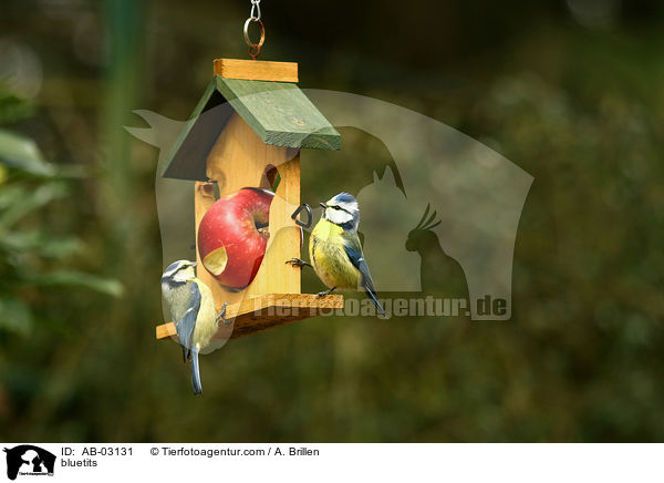 bluetits / AB-03131