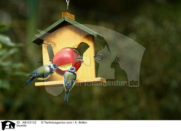 bluetits / AB-03132