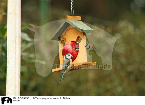 bluetit / AB-03133