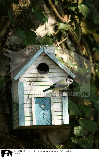 bluetit / AB-03134