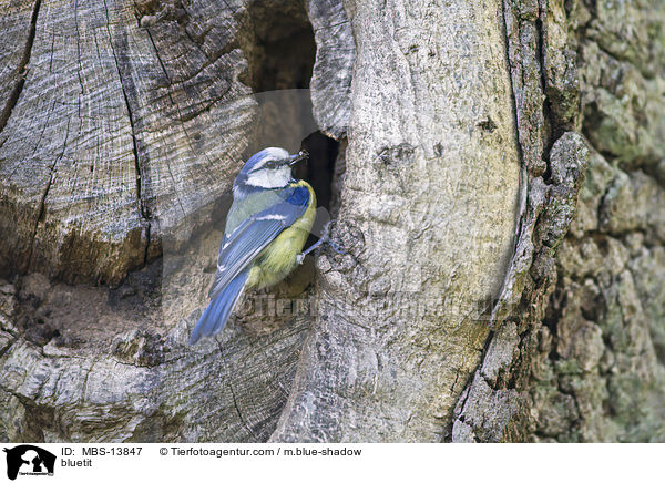 bluetit / MBS-13847