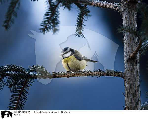 Blaumeise / Bluetit / SA-01052