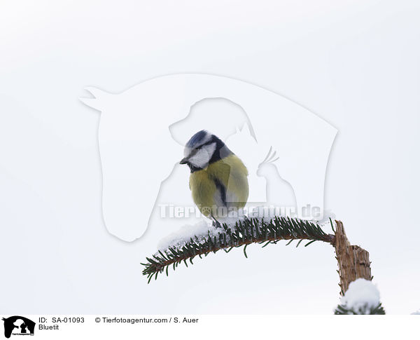 Blaumeise / Bluetit / SA-01093