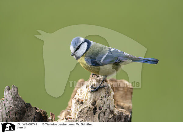 blue tit / WS-08742