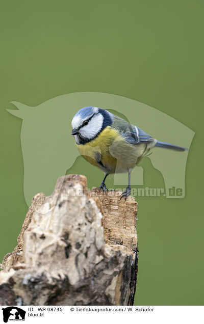 blue tit / WS-08745