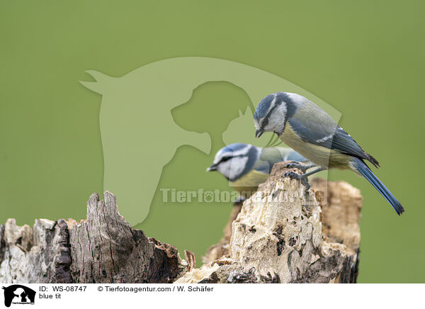blue tit / WS-08747