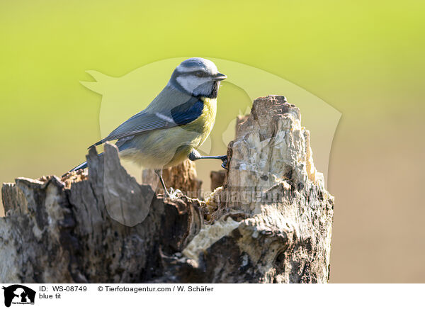 blue tit / WS-08749