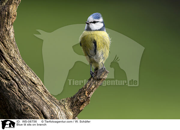 Blue tit sits on branch / WS-08756