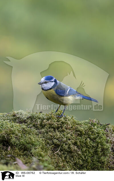 Blaumeise / blue tit / WS-08762