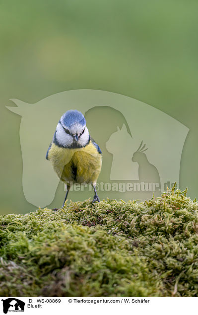 Bluetit / WS-08869