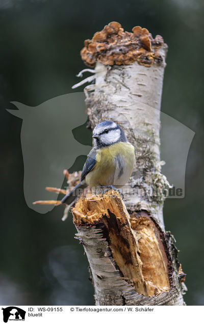 bluetit / WS-09155