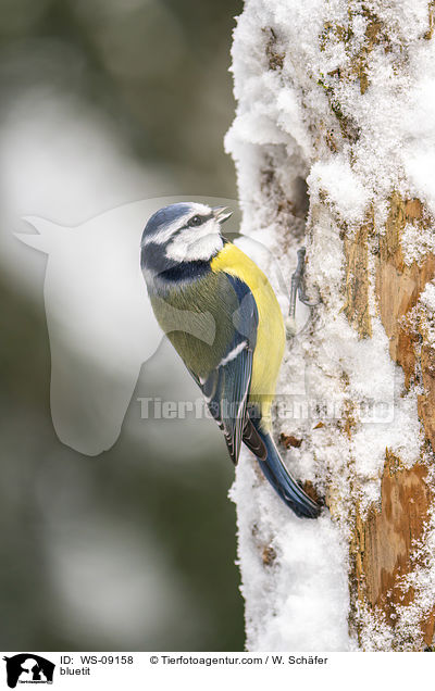bluetit / WS-09158